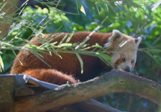 Parcs Animaliers