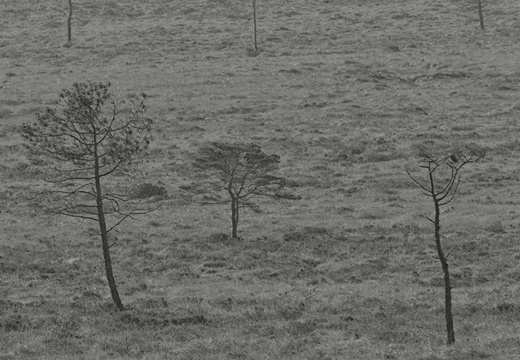 Landes Cragou 0002
